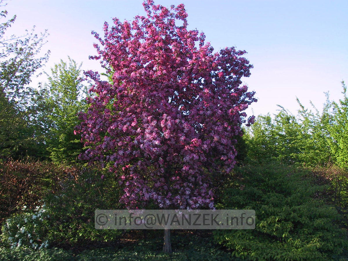 Malus Rudolph 01b.JPG